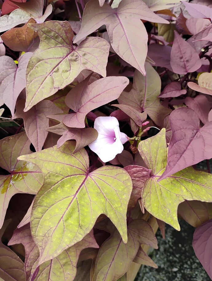 IMG_20250630_152352369