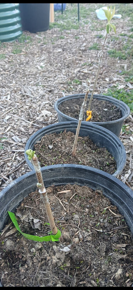 Screenshot_20260420_192812_Gallery