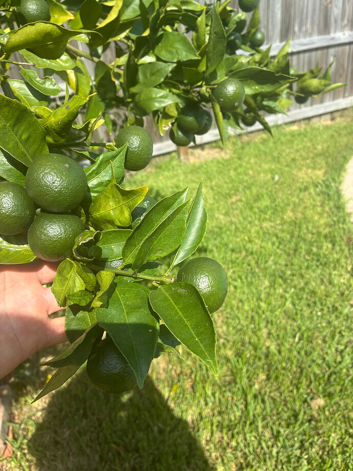 arctic frost fruit