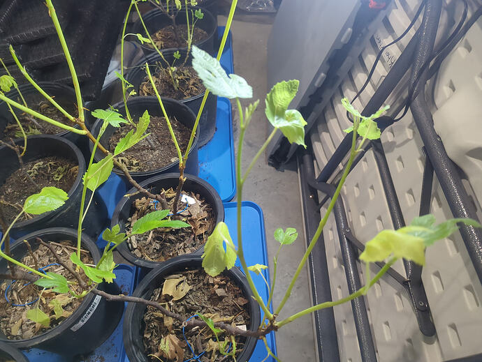 17692704340564153569458822500568