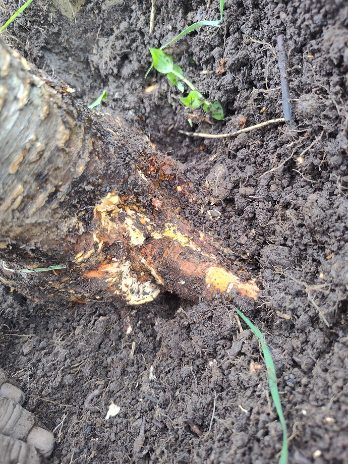 IMG_20260402_153142892_HDR