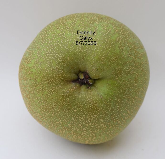 Dabney Calyx 8-7-2026RS