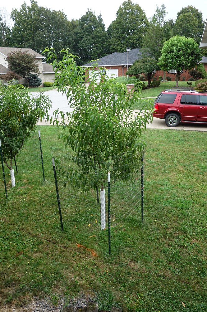 contender peach tree