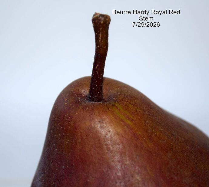 Beurre Hardy Royal Red Stem 7-29-2026 RS