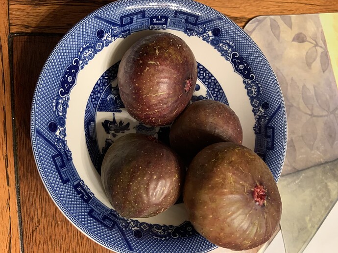 Figs picked 15July25