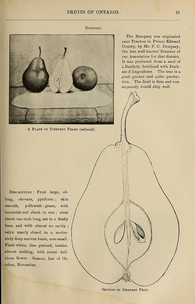 Annual_report_of_the_Fruit_Growers'Association_of_Ontario,1896(1897)(14774202134)-1