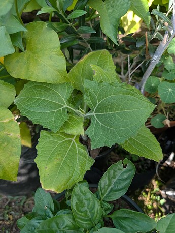 PXL_20250814_233713502