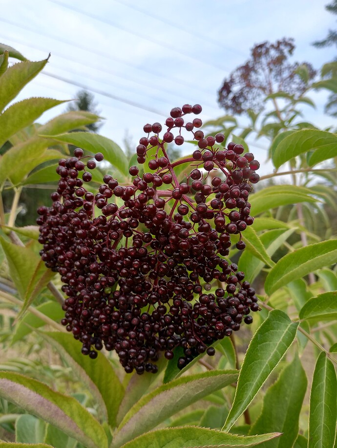 IMG_20250908_112851574_HDR