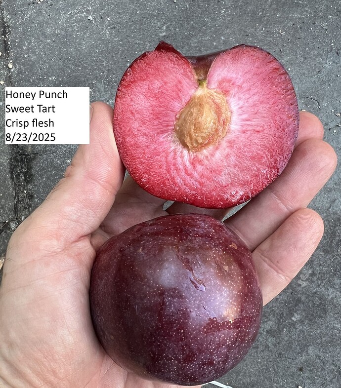 Honey_Punch_08-23-2025