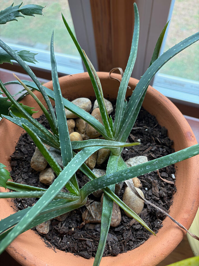 aloe