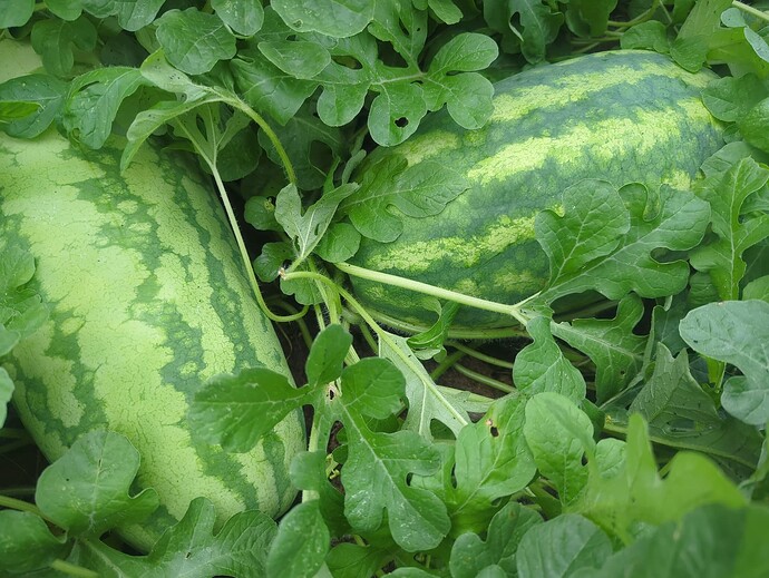 17545894831886610088362953635323