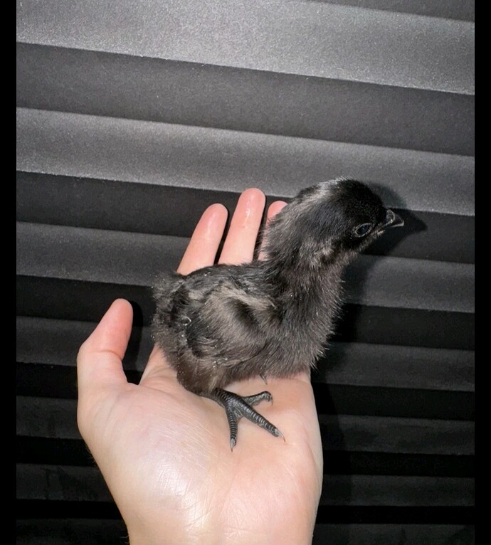 Screenshot_20260217_022219_eBay