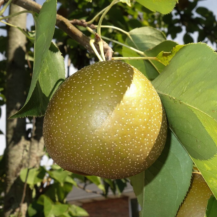 2 Asian pear unripe