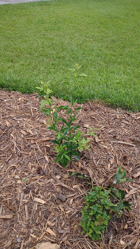 IMG_20250702_120017252