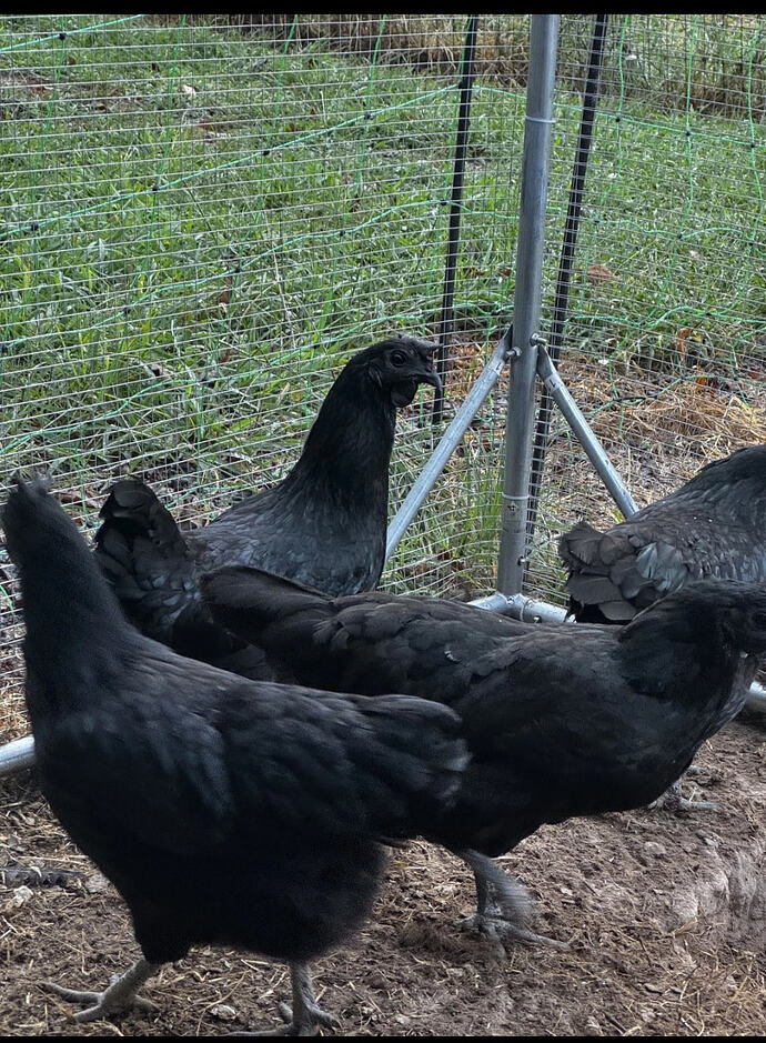 Screenshot_20260217_022244_eBay