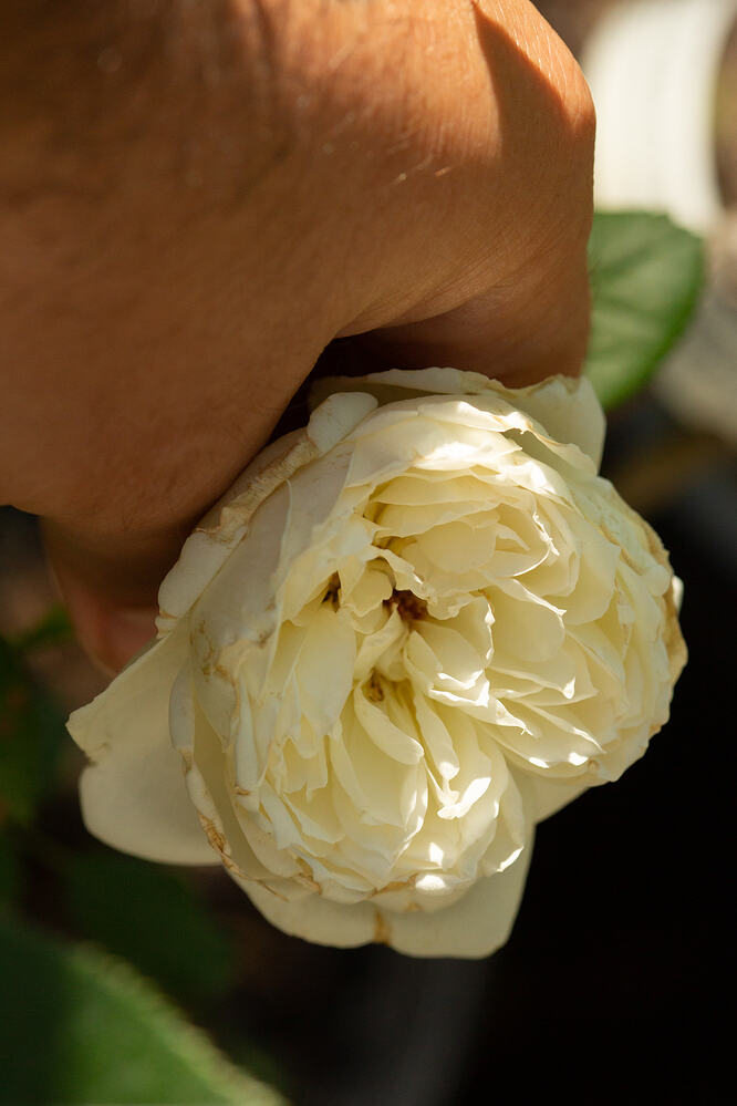_CPB0978