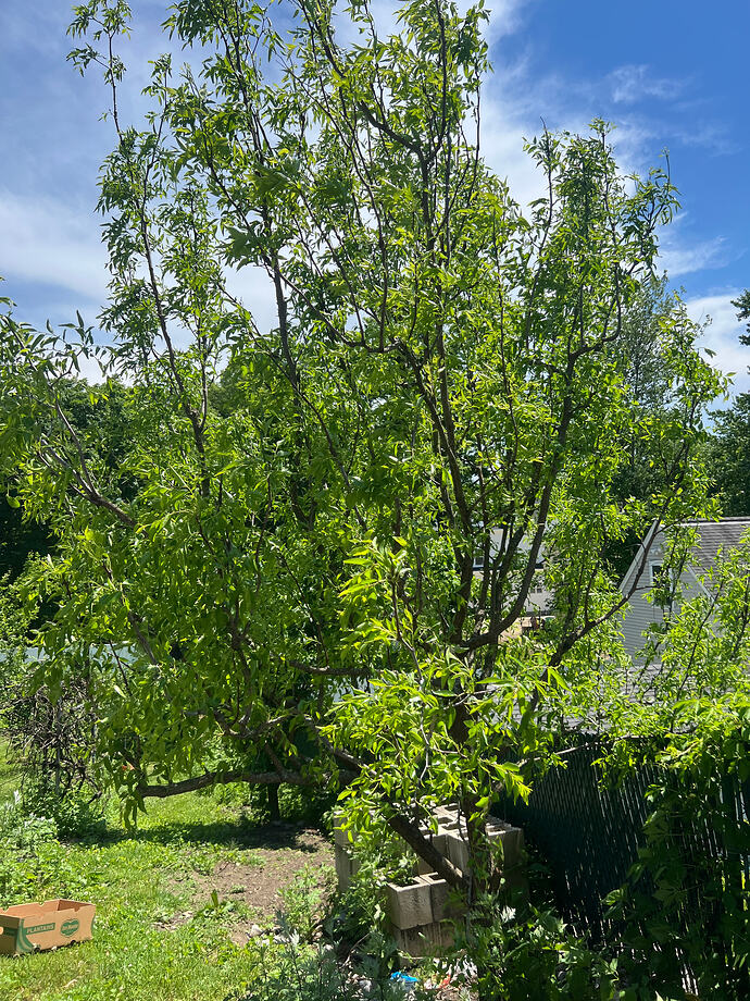 Sherwood_girdled_2_06-07-2026