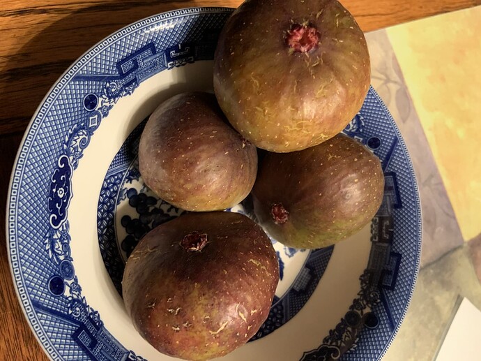 Figs, 15July25