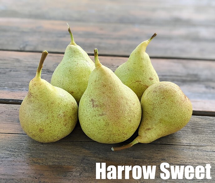 Harrow Sweet_2025