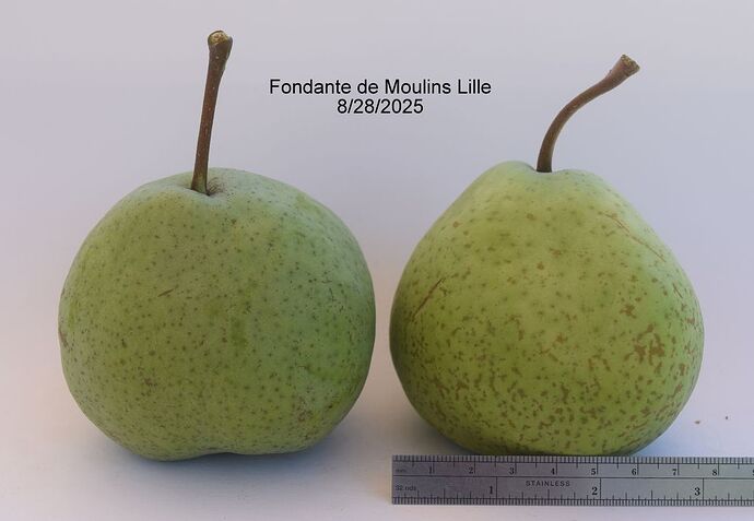 Fondante de Moulins Lille 8-28-2025RS