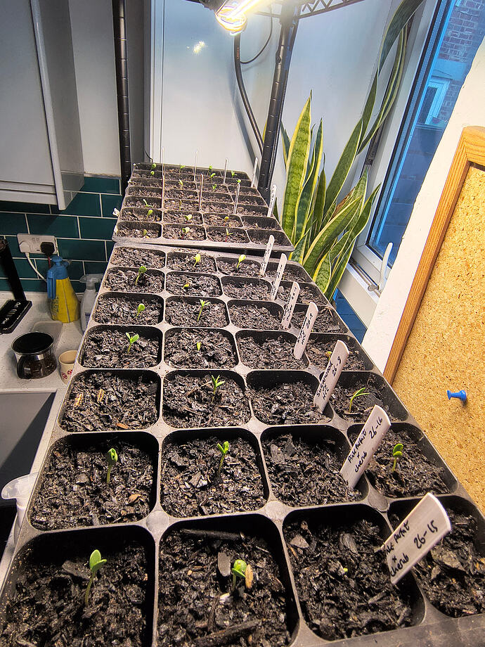 IMG_20260408_191458141_HDR