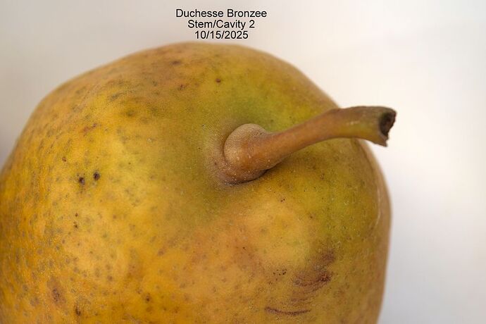 Duchesse Bronzee Stem210-15-2025RS