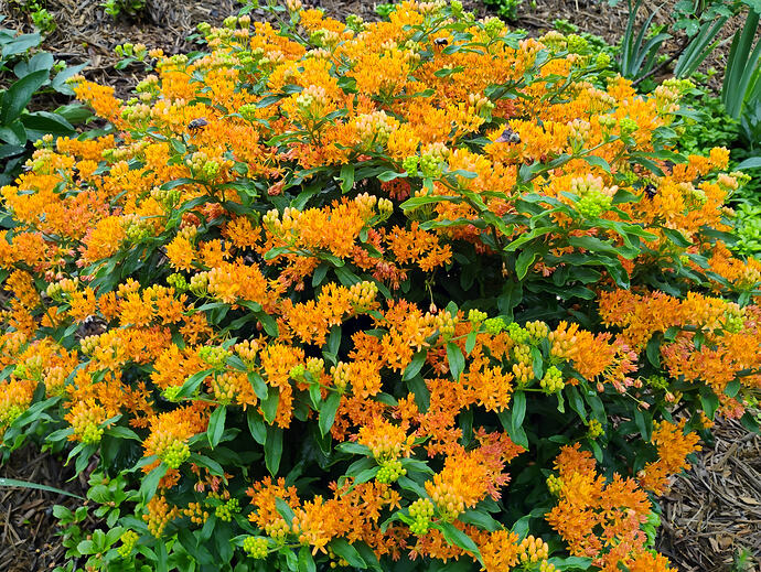 wild butterfly weed