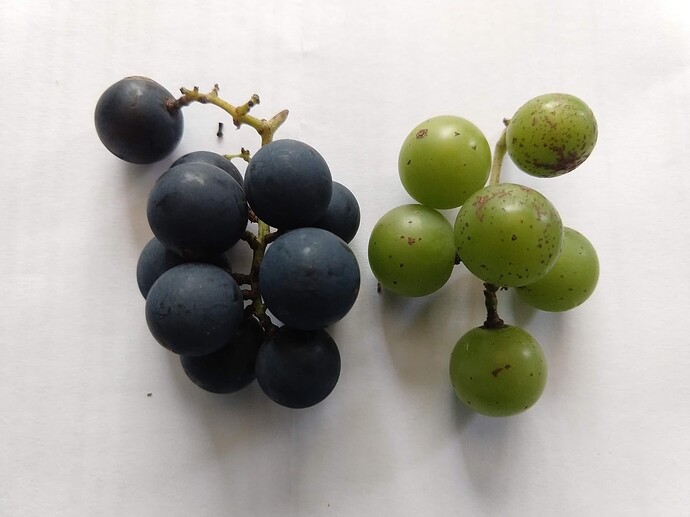 IMG_20200704_132740975