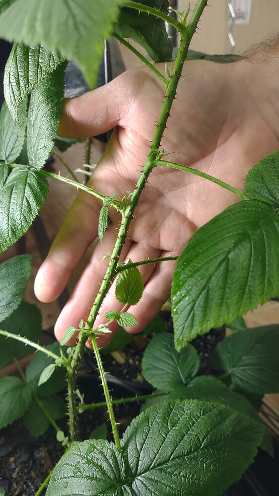 IMG_20251107_120207624