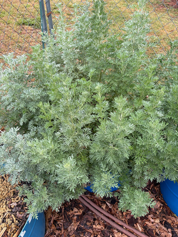 wormwood
