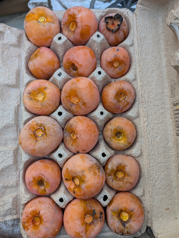 Prok persimmon