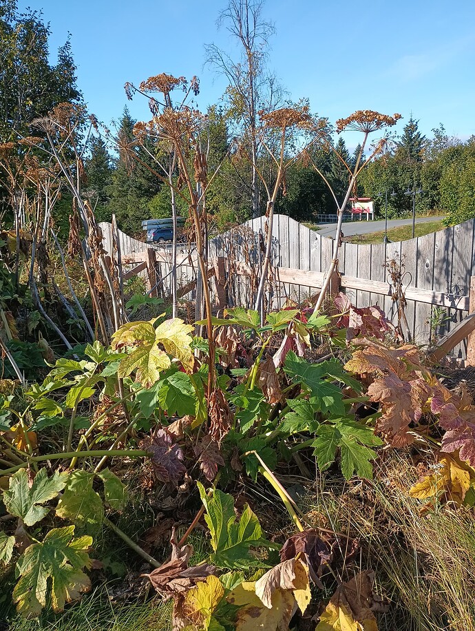 17561452339757461501253324798228