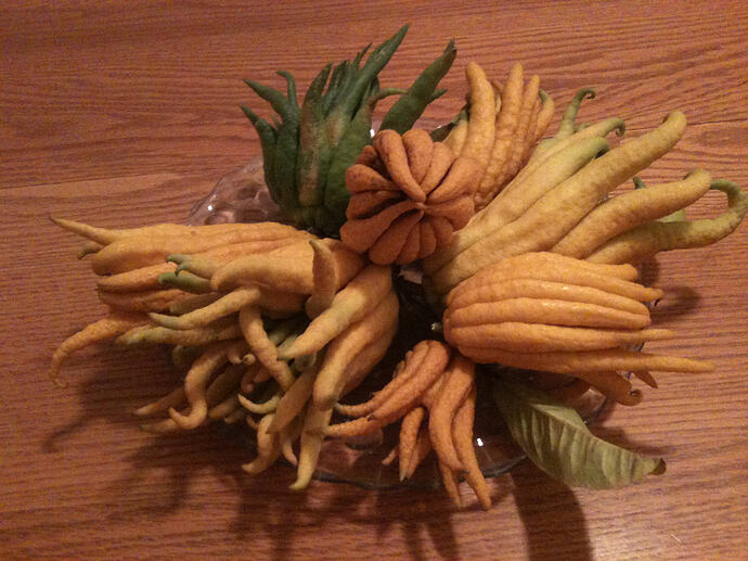 Buddha's Hand Dec 2011