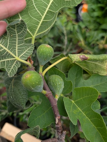 PXL_20250806_194518991