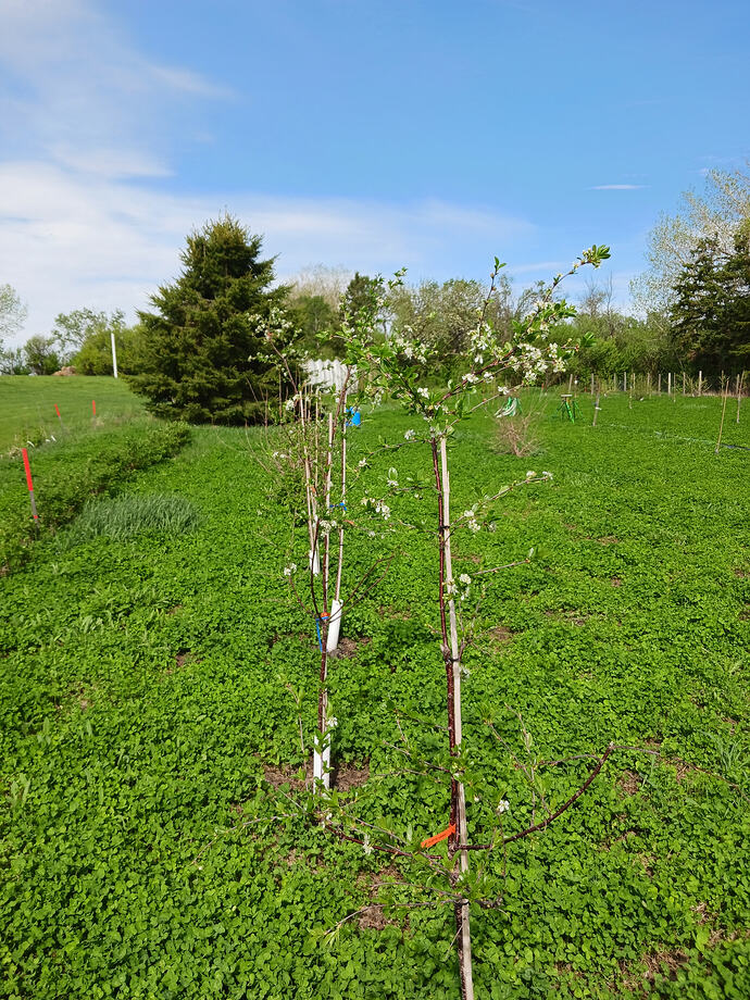 tree juliets