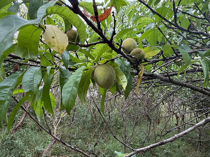 DD Hwy peach #3, fruits unripe on 7-29, behind cedars