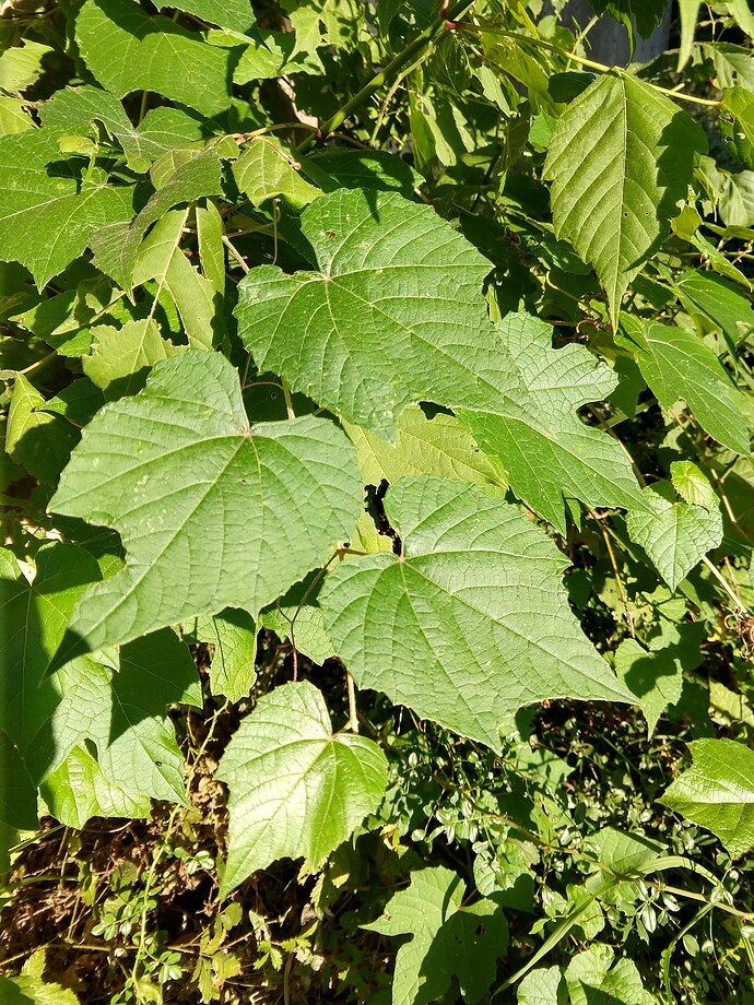 IMG_20190902_182219554_HDR