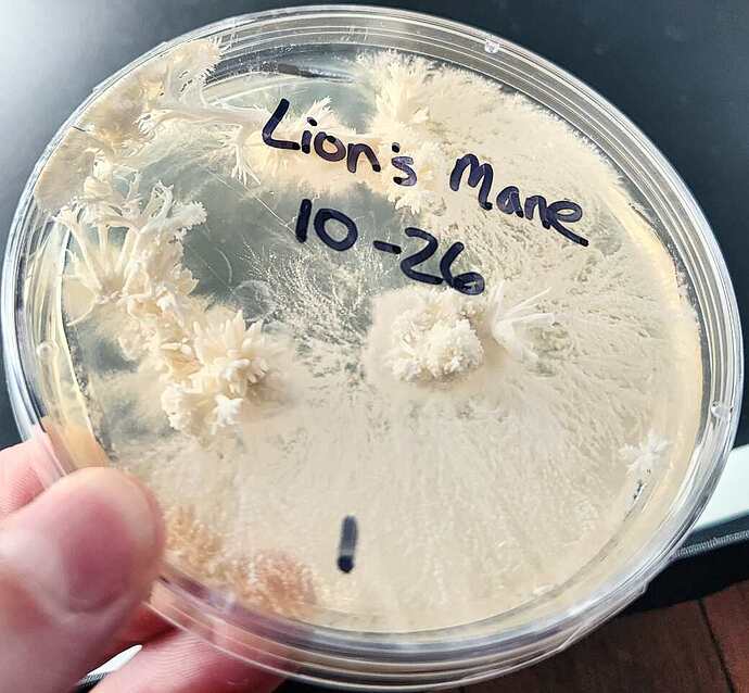 Lions-Mane-Plate-1-11.21-2-1