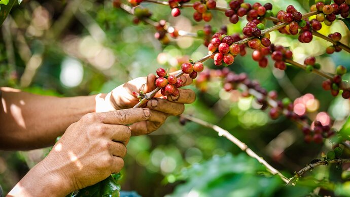Close-up of dirty male hands harvesting from tree branches covered with clusters of ripe bright red berries.