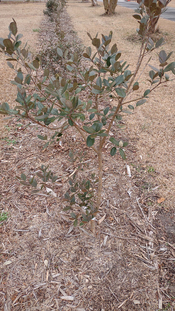 IMG_20260211_133045468