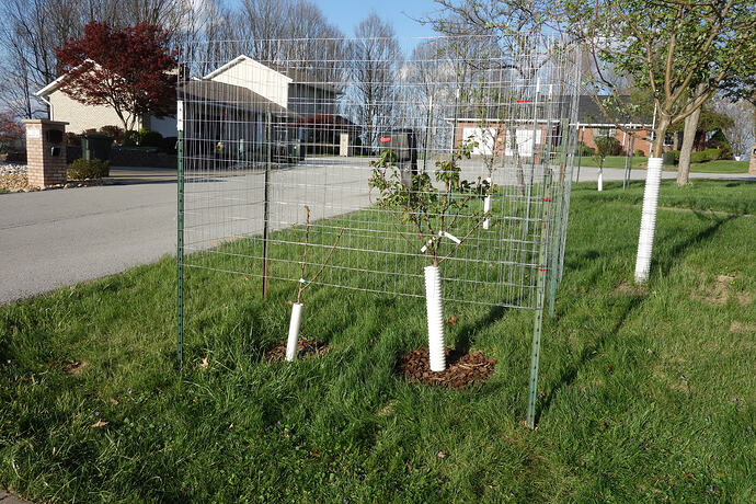 2 apricots in  hole (2)
