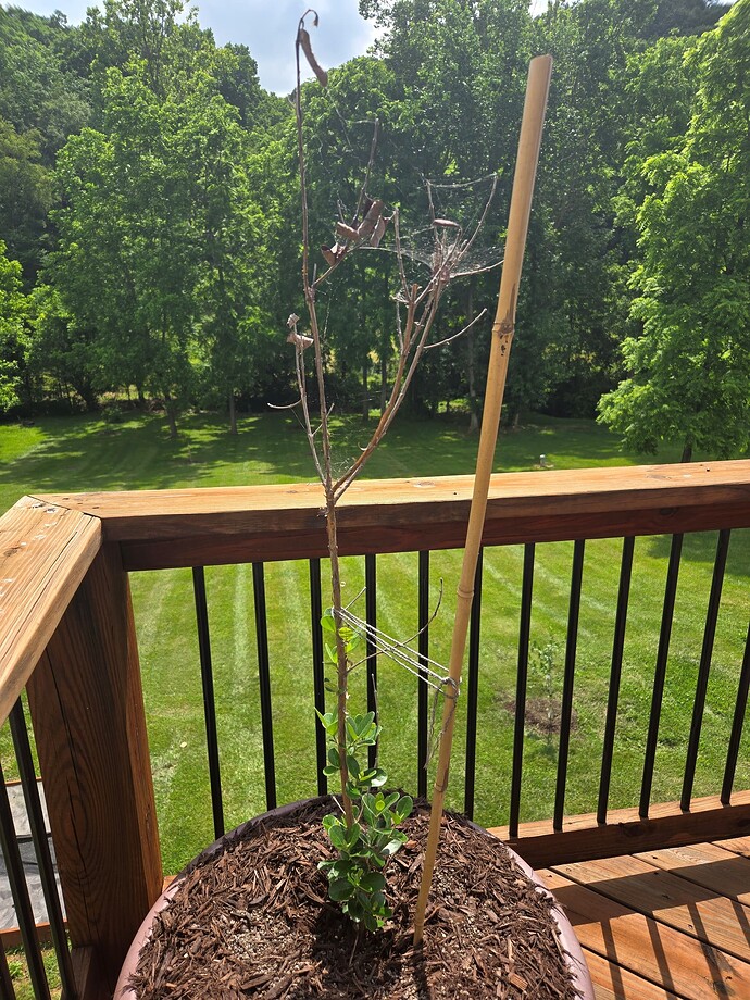Anatoki Feijoa to Prune