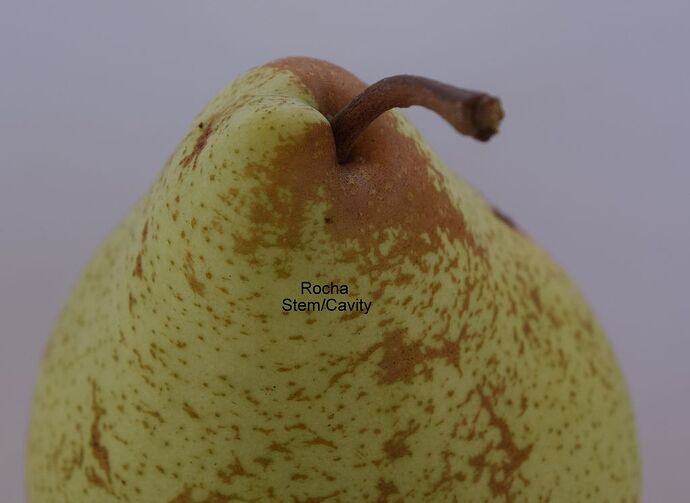 Rocha Stem 9-2-2025RS