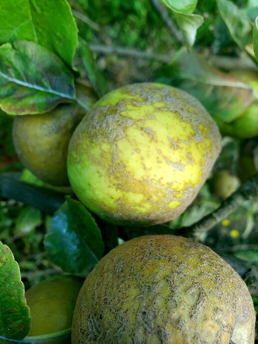 Knobbed Russet 10-2 d