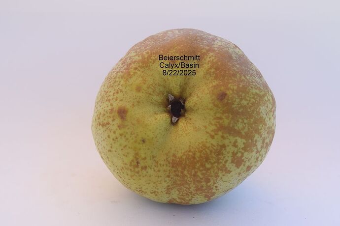 BEIERSCHMITT CALYX 8-22-2025RS