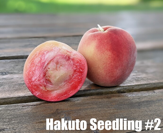 Hakuto Seedling#2_2025