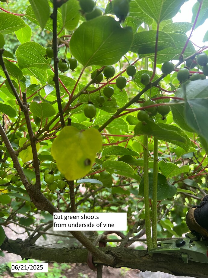 Kiwi_pruning_06-21-2025