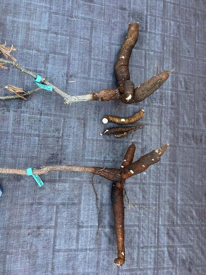 cassava1