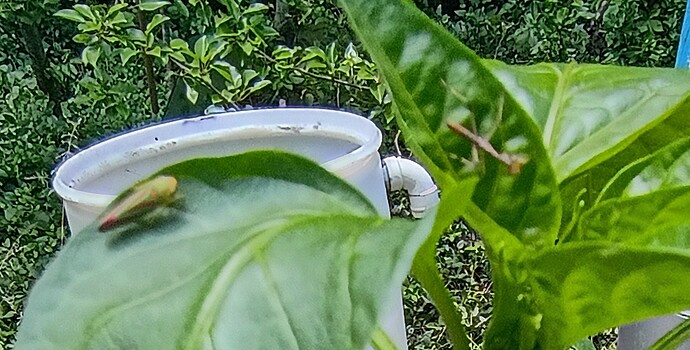 IMG_20260605_135320986_HDR
