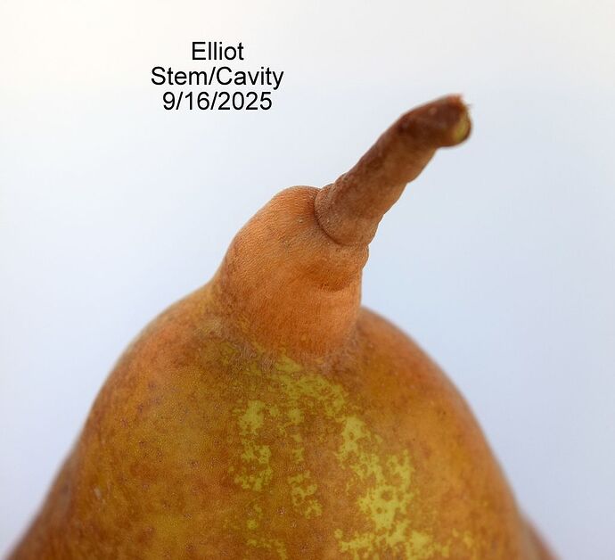 ElliotStem9-16-2025RS